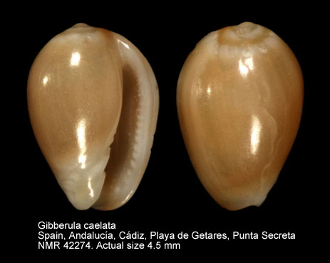 Gibberula caelata.jpg - Gibberula caelata (Monterosato,1877) 